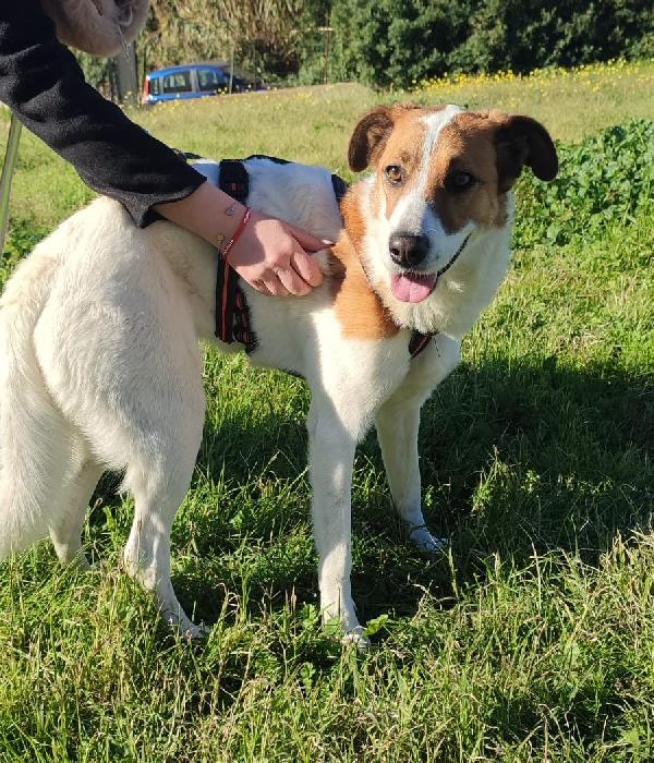 Luna, Tenera Cagnolina Taglia Media, 2 Anni
